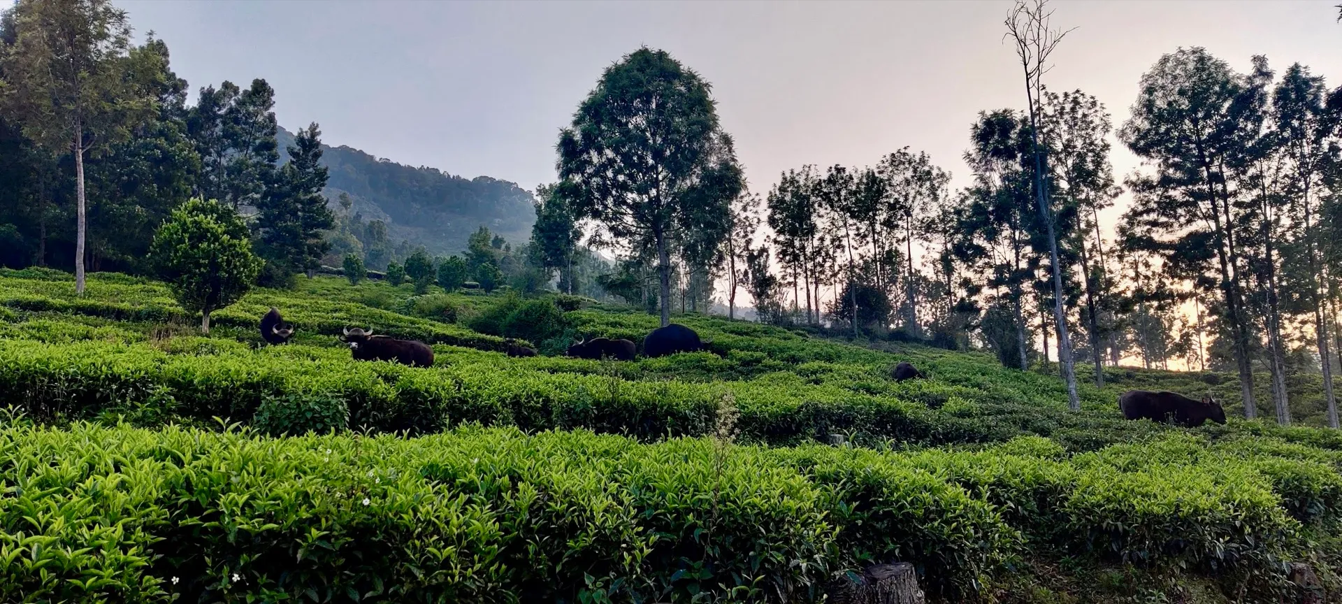 Bisons grazing peacefully among green tea bushes in our family estate in Thuneri Village