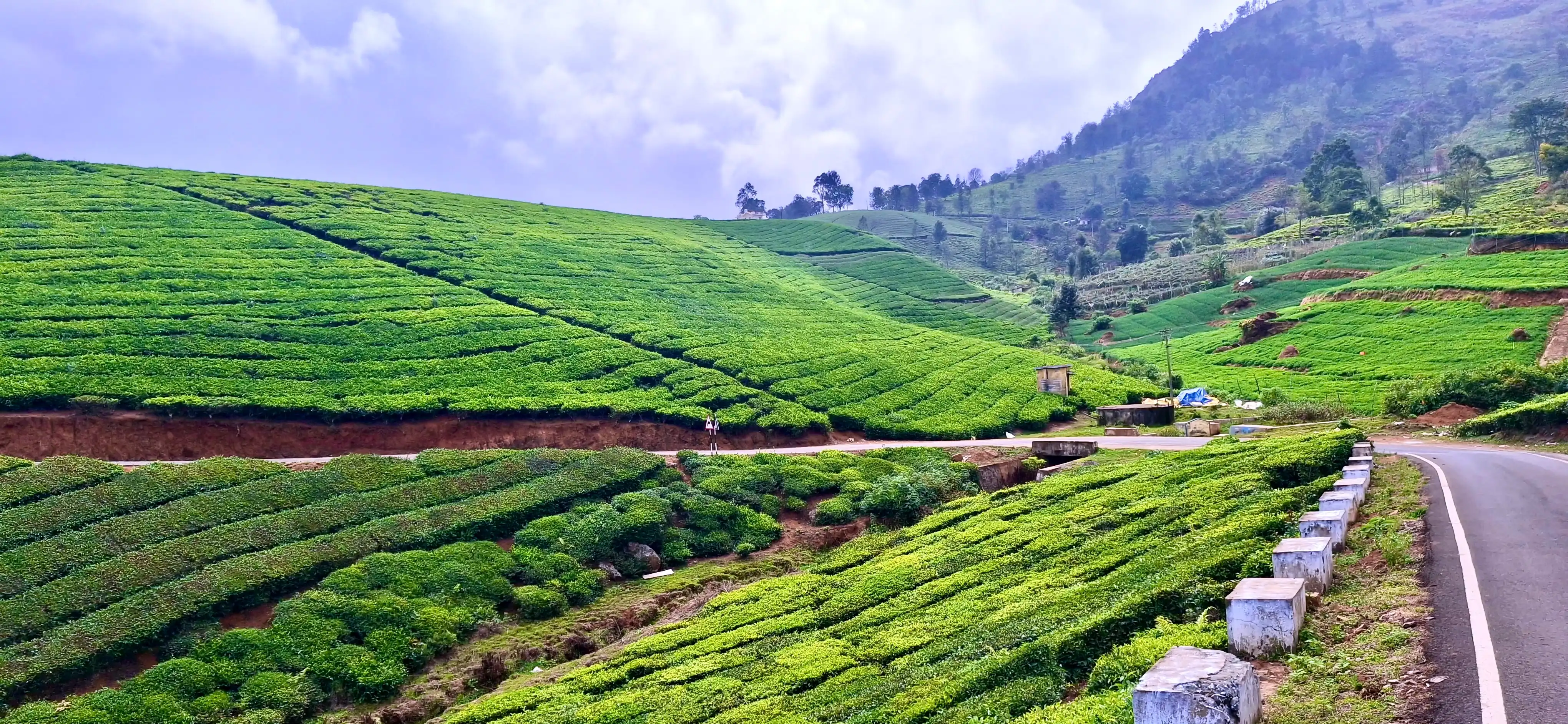 Winding curvy mountain road cutting through family tea estate in Nilgiris