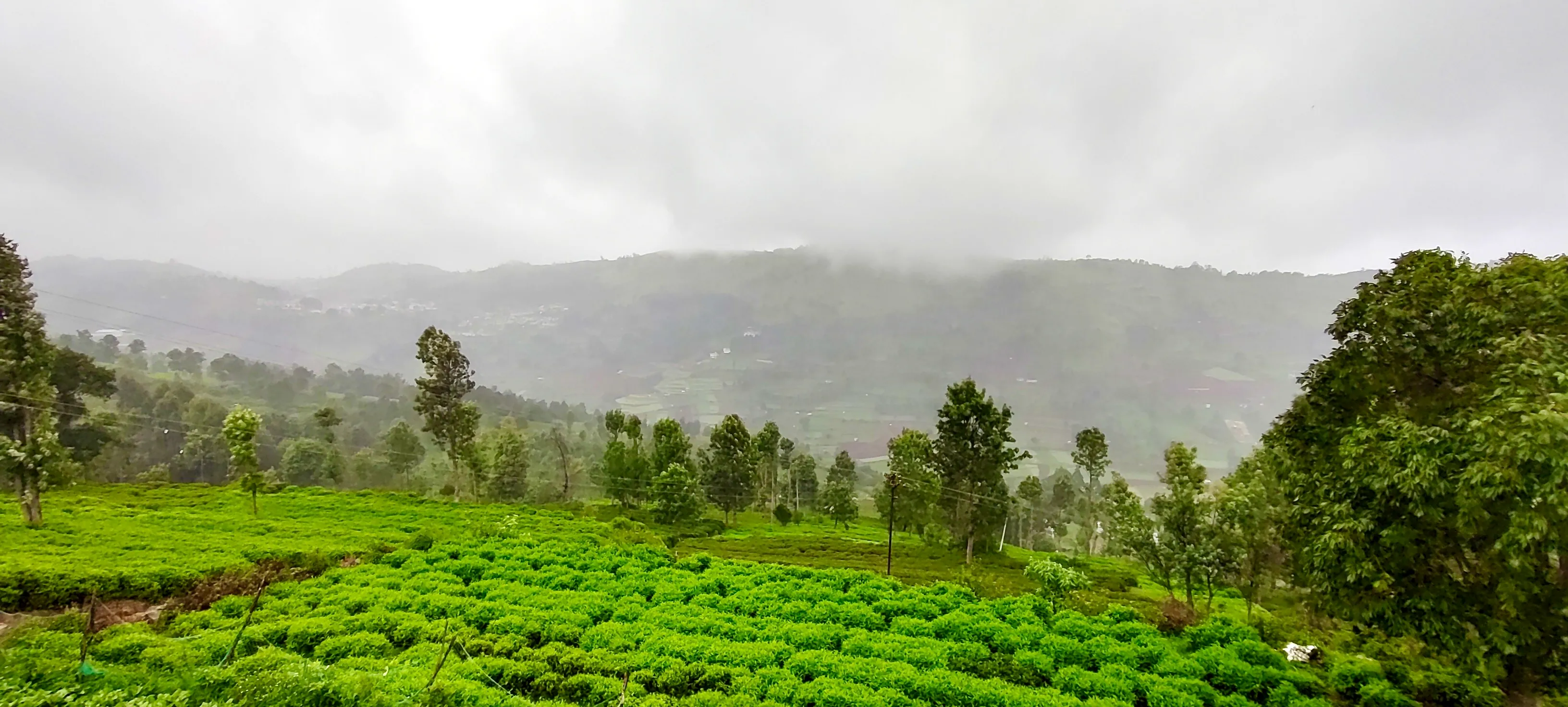 Dense monsoon fog and lush green tea terraces in the Nilgiri hills