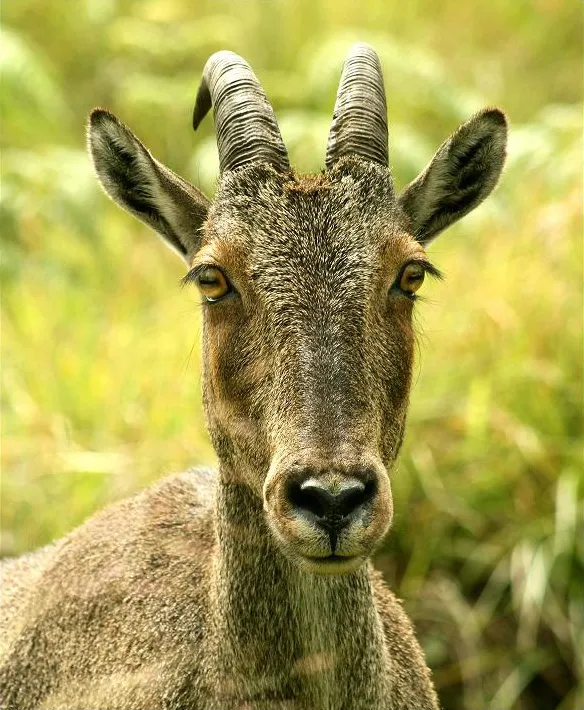 Nilgiri Tahr goat standing majestically on a high cliff edge in the Nilgiris