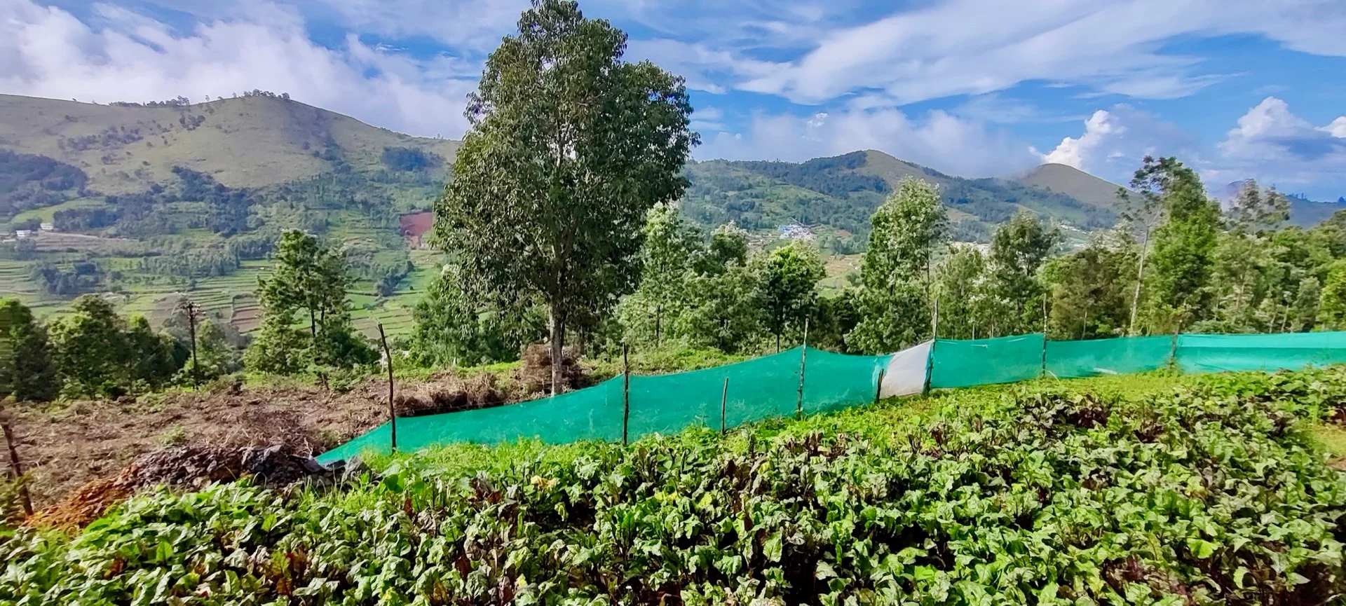 Lush green terraced beetroot crops being cultivated in Thuneri