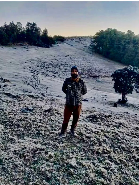 White ground frost covering grass and leaves in Ooty during a winter morning