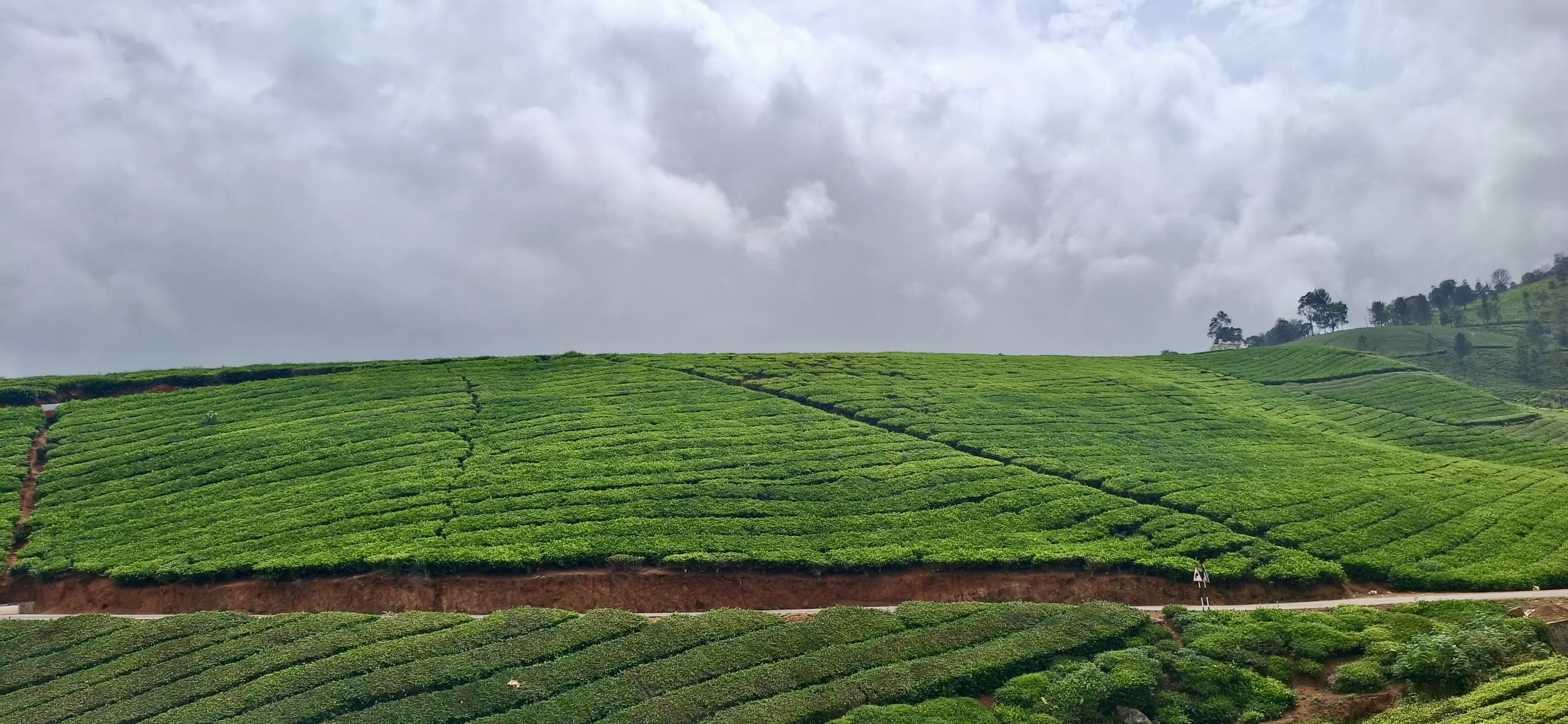 Lush green tea garden terrace slopes in Ooty