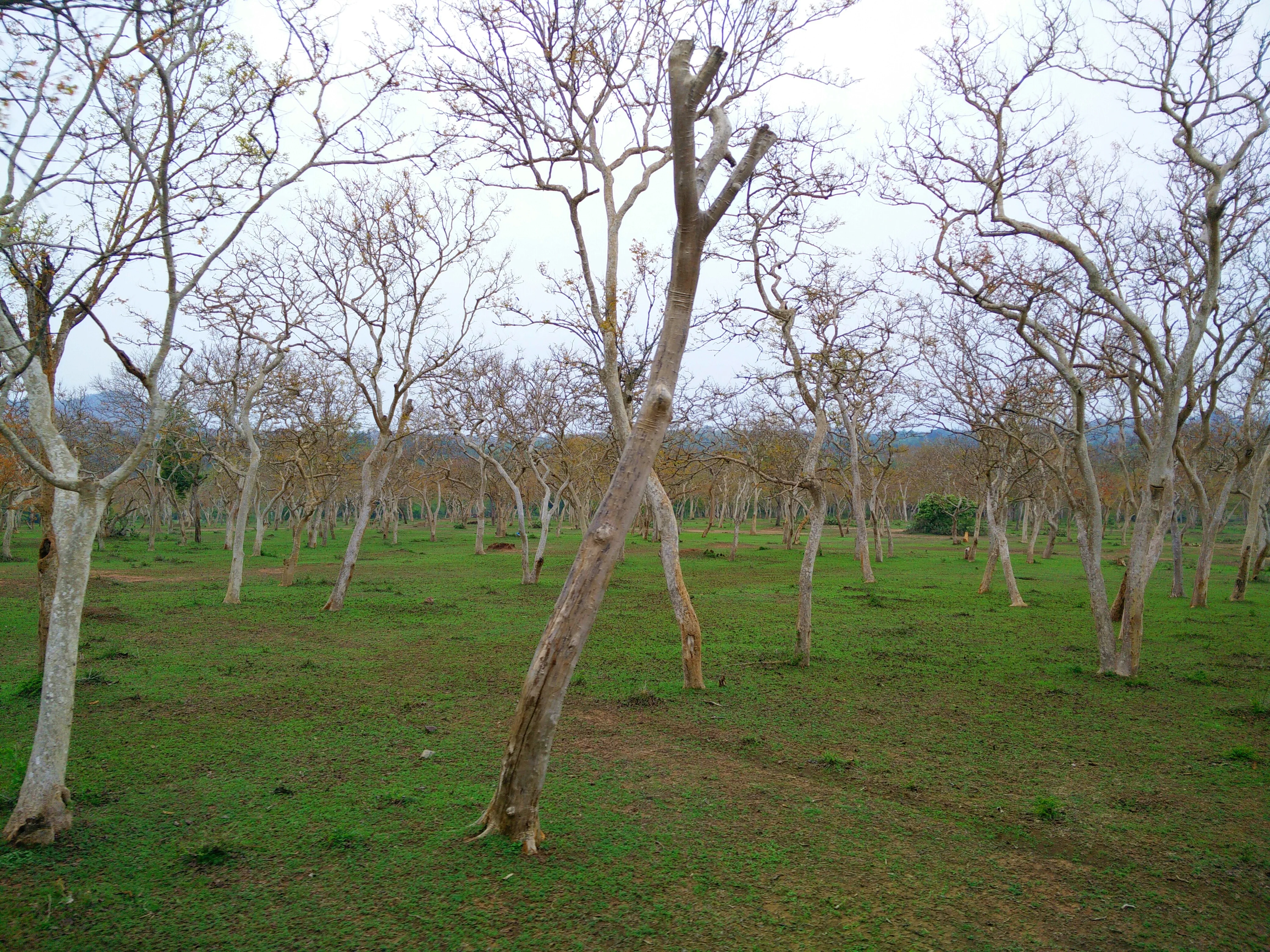 Bandipur and Mudumalai Forest Reserve Highway