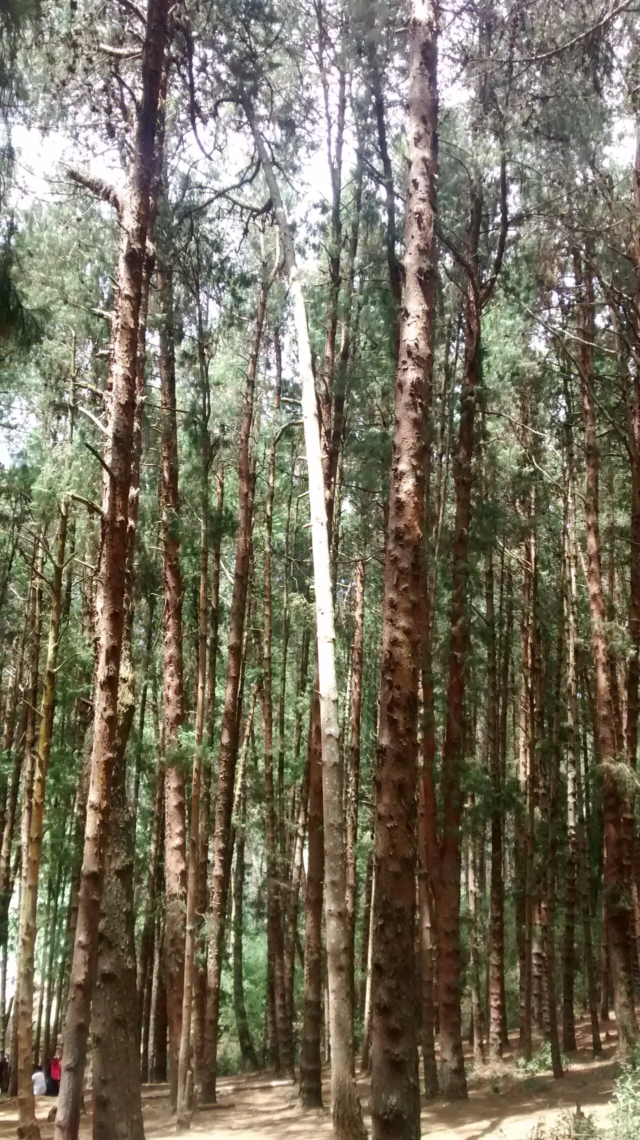 Pine Forests of Nilgiris