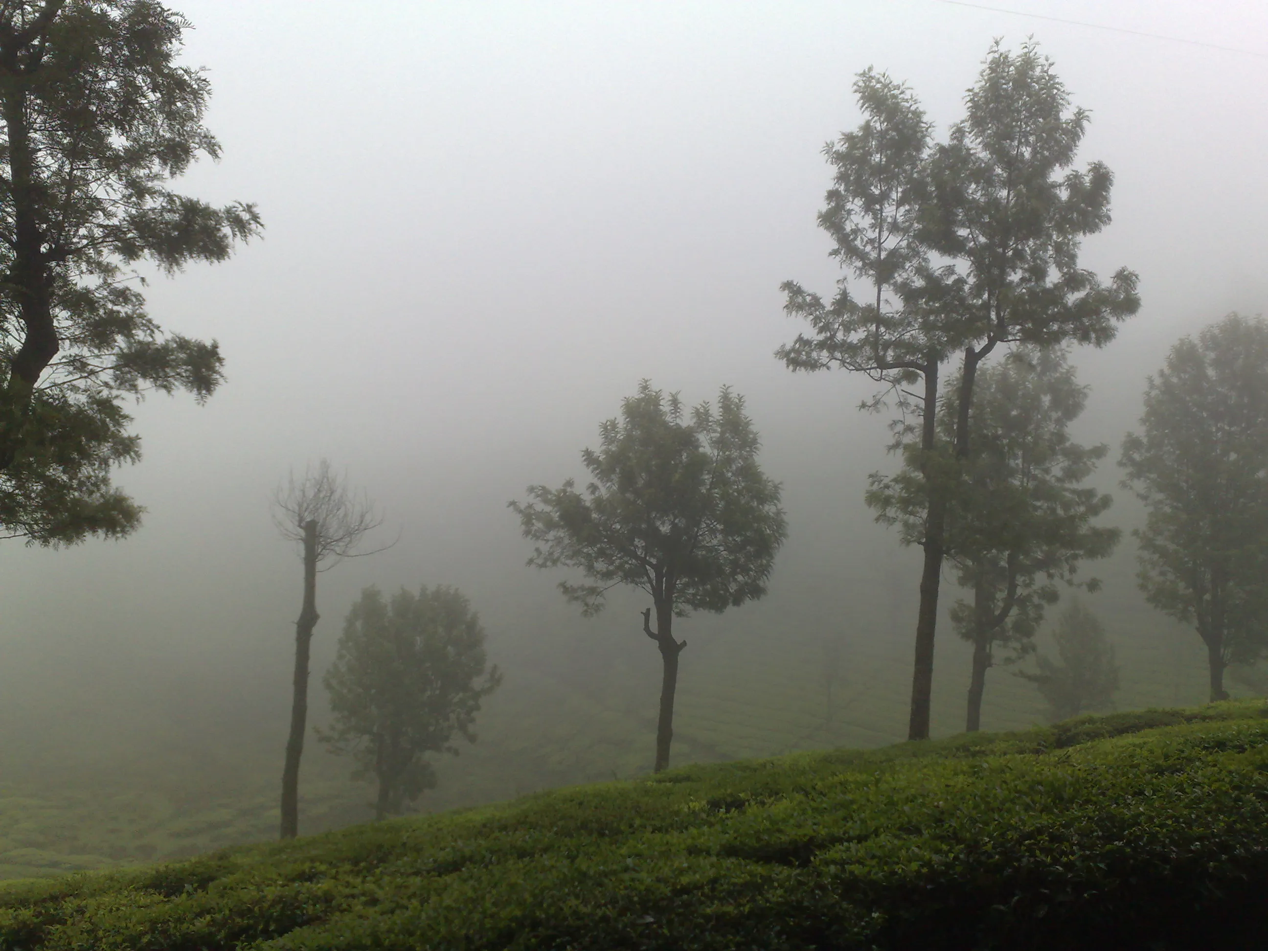 Lush Tea Estates